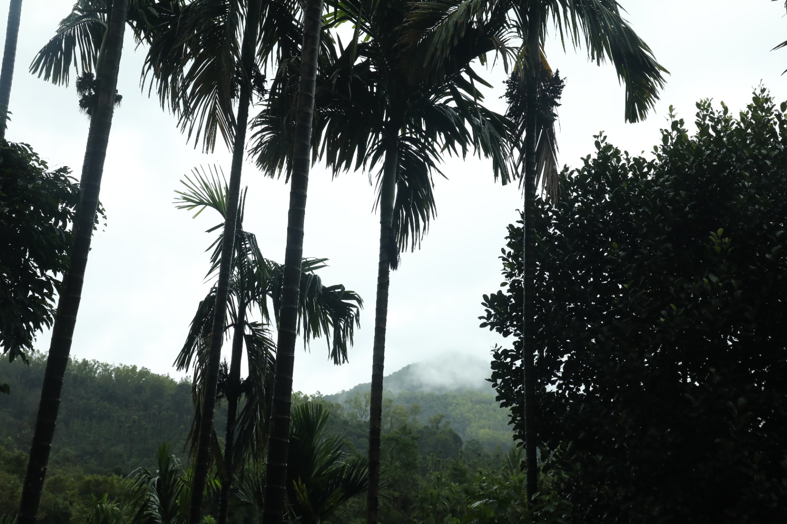 Misty palms and hills for trekking near Mungaru Woods